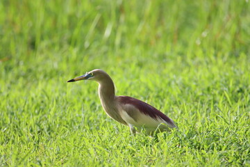 Indian Pond Heron Close Up from the Paddy fiels