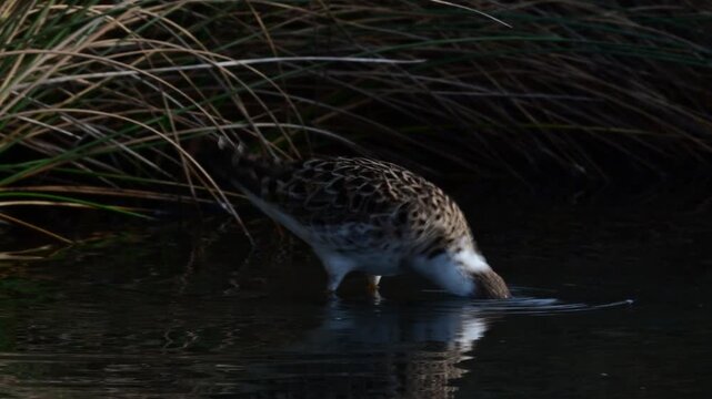 Ruff male // Kampfl&auml;ufer-M&auml;nnchen bei der Nahrungssuche (Calidris pugnax)