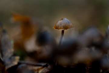 Champignon