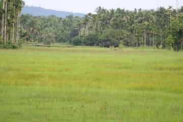 Rice field in India, Kerala