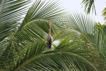 Fototapeta premium Purple heron on coconut tree