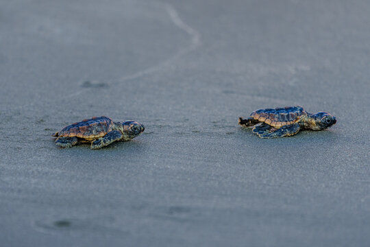 Loggerhead Turtle Hatchlings' First Walk