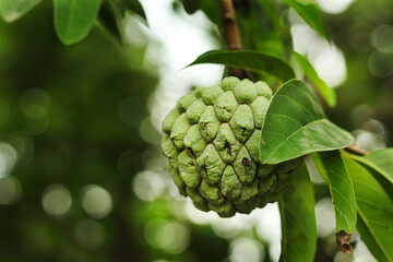 selective focus of green custard apple fruit on tree. Close-up of custard apples growing on a tree. Custard apple tropical exotic fruit. Sugar Apple, Annona, sweetsop. branch of tree on natural.