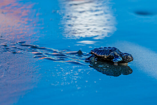 Loggerhead Turtle Hatchlings' First Walk