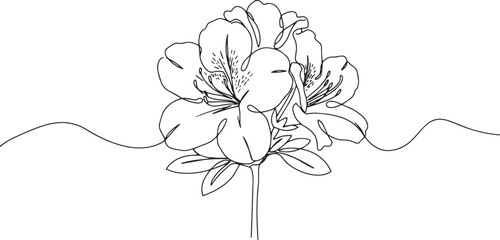 Elegant Single Line Drawing of Azalea Blossom on White Backgroun