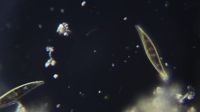 Two Pleurosigma diatoms moving under dark field microscope at 400x magnification