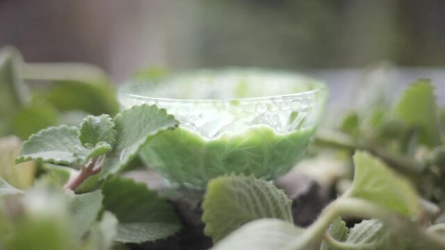 Herbal organic fresh Ajwain paste made from natural carom seeds and green ajwain leaves, showcasing aromatic Ayurvedic texture used for digestion, detox, skincare and traditional wellness remedies.