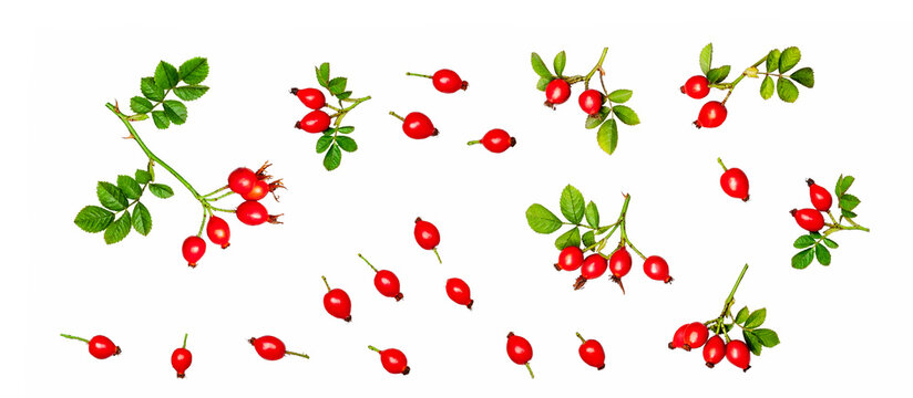 Rose hip isolated on a white background, contour