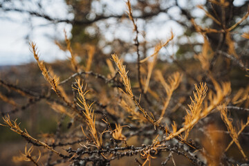 Seasonal larch branch analysis, Rustic scene depicting botanist examining autumnal tree textures, Serene nature scene capturing botanist studying seasonal changes in tranquil forest setting