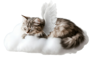 Fluffy cat with angel wings peacefully resting on a soft cloud, showcasing serene beauty and comfort