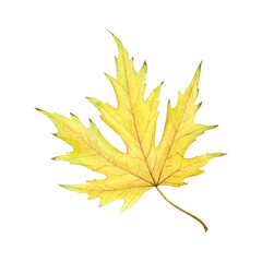 Watercolor painting of an autumn silver maple leaf on a white background. Good for postcards, books, invitations, greeting cards, wallpaper and textiles.