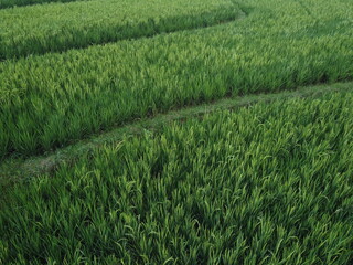 Fototapeta premium THE BEAUTY OF GREEN RICE FIELDS WITH YELLOWING RICE AND AESTHETIC OLD HUT