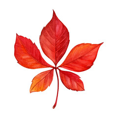 Fototapeta premium Watercolor painting of an autumn maiden grapes leaf on a white background. Good for postcards, books, invitations, greeting cards, wallpaper and textiles.