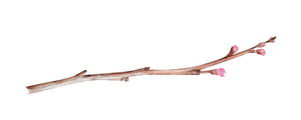 Watercolor cherry blossom branch with tender pink buds, natural brown tones. Hand-painted clip art isolated on white, perfect for spring design, floral decor, invitations, and Asian-inspired projects.