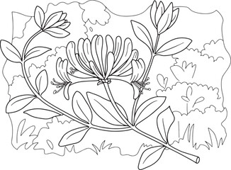Fototapeta premium Honeysuckle plant in a garden outline drawing detailed botanical