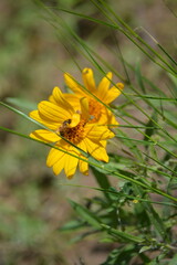 bee on yellow flower