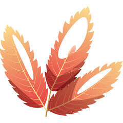 Cluster Of Three Autumn Leaves In Warm Orange And Yellow Tones With Translucent Sections And Jagged Edges Against A White Background