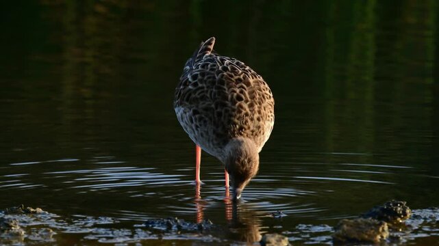 feeding Ruff female // Kampfl&auml;ufer-Weibchen bei der Nahrungssuche (Calidris pugnax)