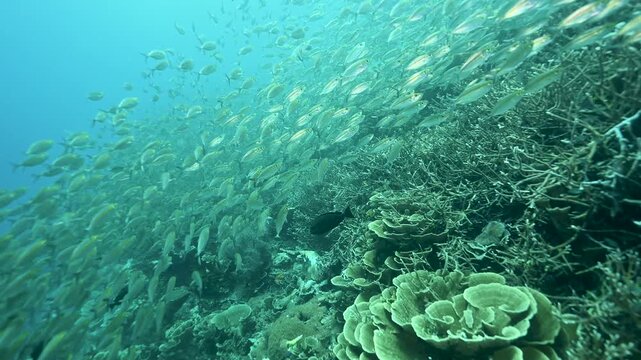 Yellowstrip scad, Selaroides leptolepis, school sheltering over shallow stony corals, Raja Ampat Indonesia.