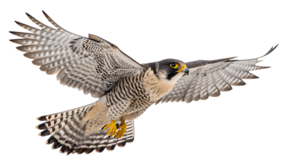 A majestic wild peregrine falcon bird is captured in powerful flight, with its impressive wings spread wide, isolated against a clear background.