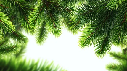 Close up of vibrant green pine tree branches with soft focus background and bright white light creating a natural frame
