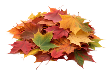 A colorful pile of autumn maple leaves is isolated on a transparent background, showcasing vibrant fall foliage.