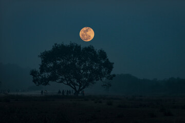 full moon over the forest with dramatic environment at evening 