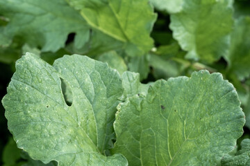 Fresh green leaves covered in dew at a garden during early morning hours in spring