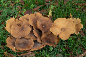 Large cluster of brown mushrooms growing on grassy soil in a natural setting during daytime