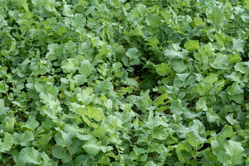 Vibrant green leafy vegetables growing abundantly in a sunlit field