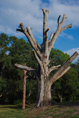 Majestic Bare Tree With Multibranched Silhouette Against a Clear Blue Sky in a Park. Stark, leafless tree stands in a sunlit park, its gnarled limbs reaching toward a vivid blue sky. Surrounding trees