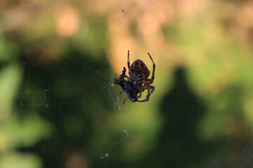 Araneus diadematus . Garden cross spider with his prey on a spiderweb