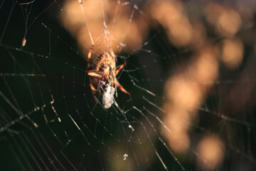Araneus diadematus . Garden cross spider with his prey on a spiderweb