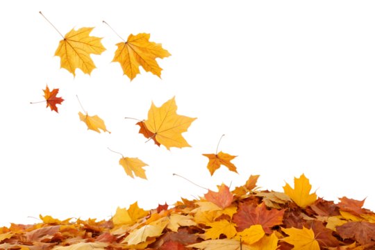 Many vibrant golden yellow and fiery red autumn maple leaves fall, swirl, and gather into a colorful pile, isolated for transparent background.