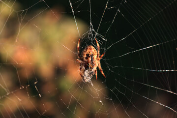 Araneus diadematus . Garden cross spider with his prey on a spiderweb