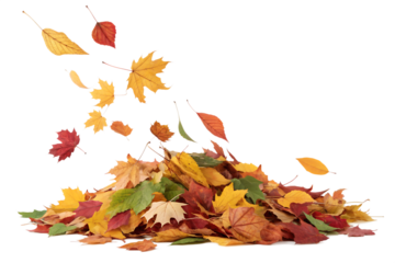 Bright autumn leaves in various warm colors gracefully fall and gather into a large pile, isolated on a transparent background.