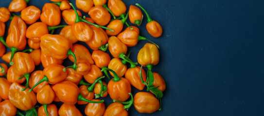 Vibrant and fresh Habanero peppers. The Scoville scale rates these small chili peppers as very hot and spicy. Ideal for making a garden fresh salsa or sauce.