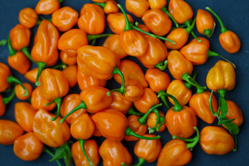 Vibrant and fresh Habanero peppers. The Scoville scale rates these small chili peppers as very hot and spicy. Ideal for making a garden fresh salsa or sauce.