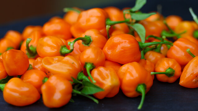 Vibrant and fresh Habanero peppers. The Scoville scale rates these small chili peppers as very hot and spicy. Ideal for making a garden fresh salsa or sauce.