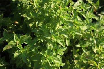 Close-up of Ocimum basilicum or Lemon Basil plants on a sunny day in the vegetable garden