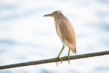 Indian pond heron bird or paddybird sitting on a rope, Kochi South India, asian Ardeola grayii, backwater animal