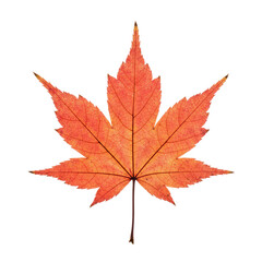 Fototapeta premium Bright translucent orange Japanese maple leaf on a stem