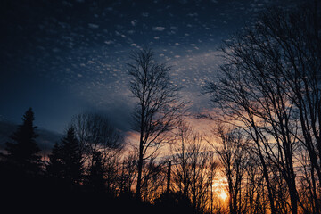 Fototapeta premium sunset in the forest