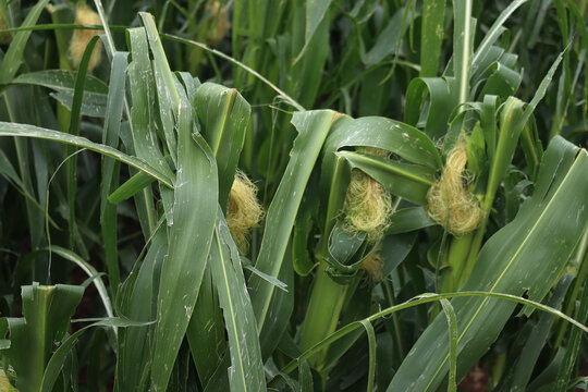 Growing corn cob on plants damaged by hailstorm on summer in the field. Zea mays cultivation