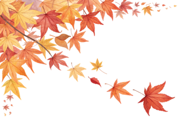 Vibrant red and orange autumn maple leaves are beautifully arranged and isolated, creating a decorative border on a clear background.