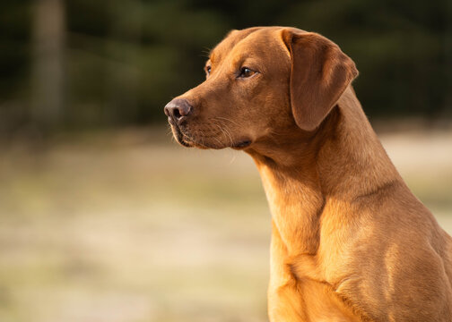 Fox red labrador nature portrait