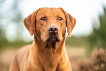 Obraz premium Fox red labrador head portrait