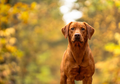 Fox red labrador nature portrait