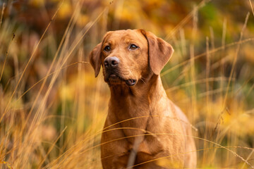 Fox red labrador nature portrait