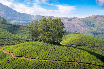 Tea growing area Munnar, plantation in India, landscape with fields  and trees in Kerala, Nilgiri...